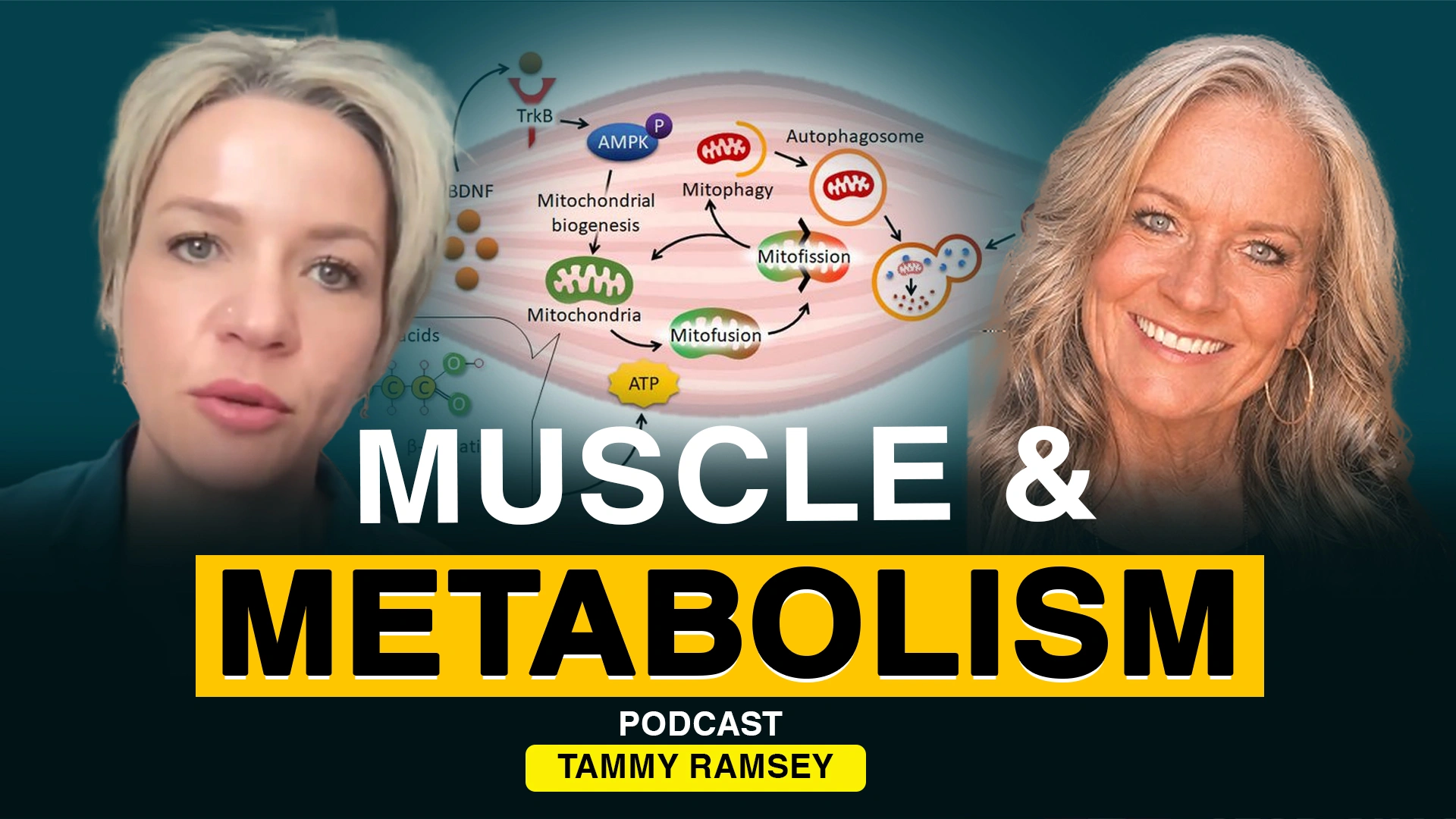 Muscle and Metabolism